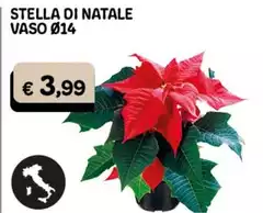 Stella Di Natale Vaso Ø14
