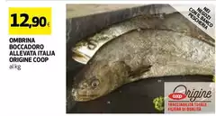 Origine - Ombrina Boccadoro Allevata Italia