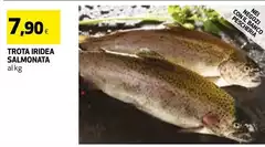 Trota Iridea Salmonata