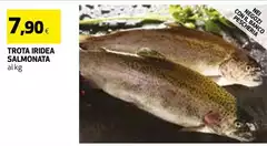 Trota Iridea Salmonata