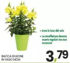 Bacca Di Leone In Vaso