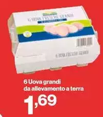 6 Uova Grandi Da Allevamento A Terra