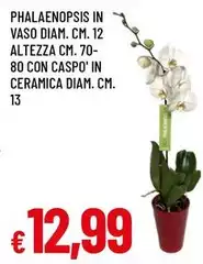 Phalaenopsis In Vaso Altezza Con Caspo' In Ceramica 
