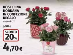Rosellina Kordana In Confezione Regalo