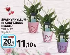 Spathyphyllum In Confezione Regalo