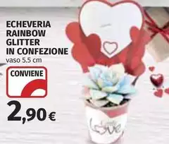 Rainbow - Echeveria  Glitter In Confezione