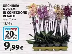 Orchidea -  A 2 Rami In Confezione Regalo