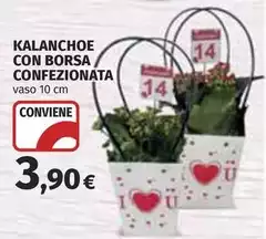 Kalanchoe Con Borsa Confezionata