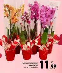 Valentino - Phalenopsis Confezione
