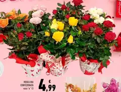 Rosellina Confezionata