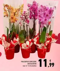 Valentino - Phalenopsis Confezione San