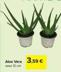 Vera - Aloe Vera - Aloe