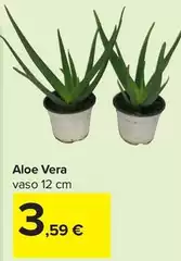 Vera - Aloe Vera - Aloe