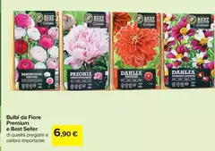 Dahlia - Bulbi Da Fiore Premium Dahlia - Bulbi Da Fiore Premium