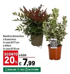 Sole - Nandina Domestica O Euonymus In Vaso Ø 17 Cm O All'oro