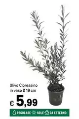 Sole - Olivo Cipressino In Vaso Ø 19 Cm