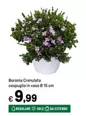 Sole - Boronia Crenulata