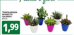 Pianta Grassa In Vasetto Colorato