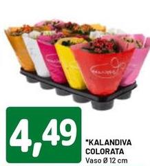 Kalandiva Colorata