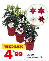 Basso - Lilium