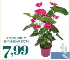 Anthurium In Vaso