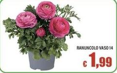 Ranuncolo Vaso 14