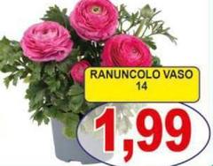 Ranuncolo Vaso 14