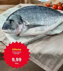 Orata Estera Allevate