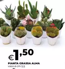 Pianta Grassa Alma