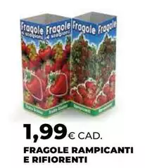 Fragole Rampicanti E Rifiorenti