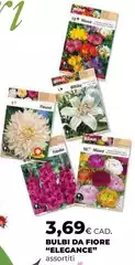 Bulbi Da Fiore "Elegace"