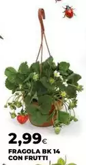 Fragola Bk 14 Con Frutti Fragola Bk 14 Con Frutti