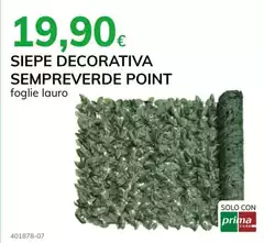 Solo - Siepe Decorativa Sempreverde Point Solo - Siepe Decorativa Sempreverde Point