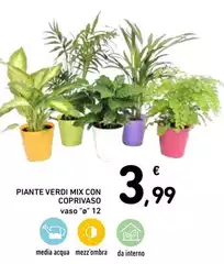 Piante Verdi Mix Con Coprivaso
