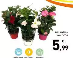 Dipladenia
