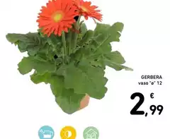 Gerbera