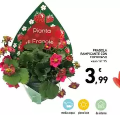 Luce - Fragola Rampicante Con Coprivaso