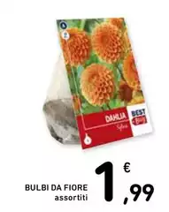 Dahlia - Bulbi Da Fiore
