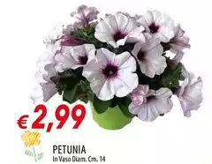 Petunia Petunia