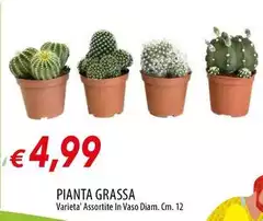 Pianta Grassa Pianta Grassa