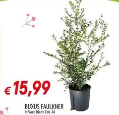 Buxus Faulkner Buxus Faulkner