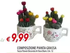 Composizione Pianta Grassa Composizione Pianta Grassa