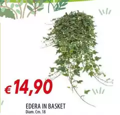 Edera In Basket Edera In Basket