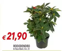 Rododendro Rododendro