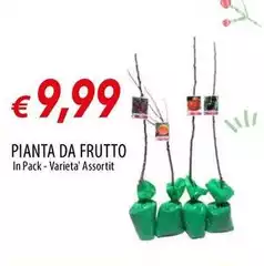 Pianta Da Frutto Pianta Da Frutto