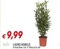 Lauro Nobilis Lauro Nobilis