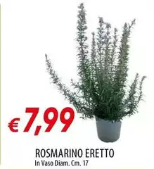 Rosmarino Eretto Rosmarino Eretto