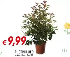 Photinia Red Photinia Red