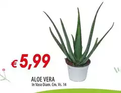 Vera - Aloe Vera - Aloe