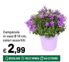 Campanula In Vaso Campanula In Vaso